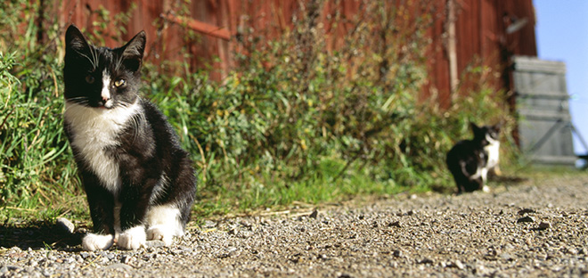 Adopt shop outdoor cat