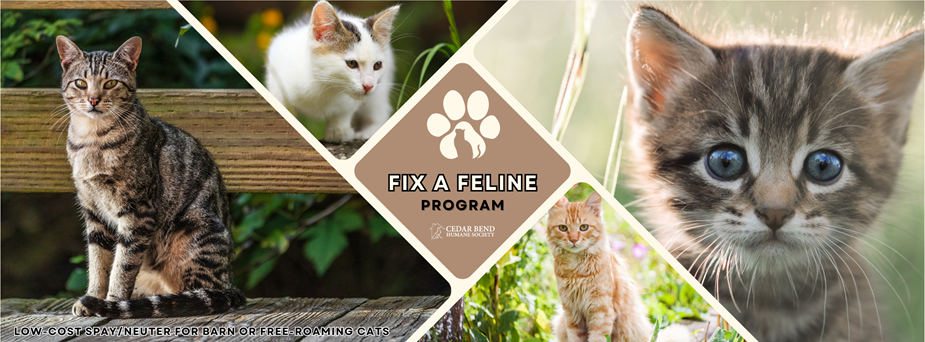 Fix A Feline Website Cover