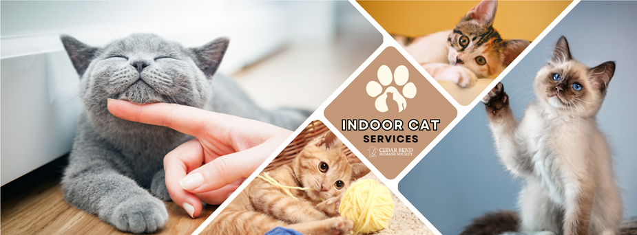 Indoor Cat Services